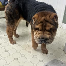 Mowgli - Chinese Shar-Pei
