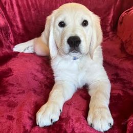 Kennedy - Light golden male Golden Retriever puppy in Lehigh Acres, Florida from Puppy Love