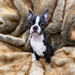 Baby P - Black brindle and white female Boston Terrier puppy in Redlands, California from Off The Hook Boston Buddies