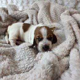 Jellybean - Mahogany and white female Basset Hound puppy in Big Rapids, Michigan from Basket Hound Bassets