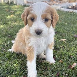 Sally - Red female Bernedoodle puppy in Springville, Utah from Oodles of Bernedoodles