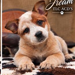 Jream - Red mottled female Australian Cattle Dog puppy in Chillicothe, Missouri from TLC Cattle dogs