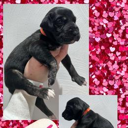 Desire - Black female Great Dane puppy in Wellsville, New York from Prophecy Danes