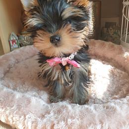 Yorkshire Terrier Puppies from Real Yorkies of NorCal