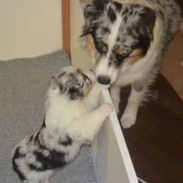 Australian Shepherd Puppies from Highline