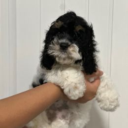 Pink collar - Black white and tan female Cockapoo puppy in Oologah, Oklahoma from Timber Hills Poodles and Doodles