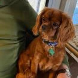 Tootsie - Cavalier King Charles Spaniel