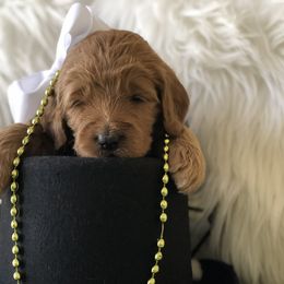 Bernedoodle and Goldendoodle Puppies from Heartfelt GoldenDoodles