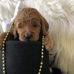 Bernedoodle and Goldendoodle Puppies from Heartfelt GoldenDoodles