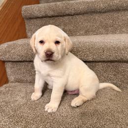 Cooper - Yellow male Labrador Retriever puppy in Tekonsha, Michigan from Asher Acres Labs
