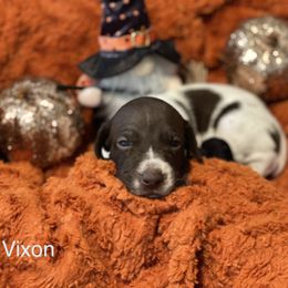 Vixon - White and liver German Shorthaired Pointer puppy in Weeki Wachee, Florida from River Ridge GSP