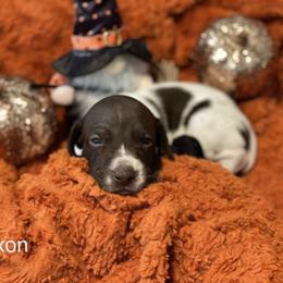 Vixon - White and liver German Shorthaired Pointer puppy in Weeki Wachee, Florida from River Ridge GSP