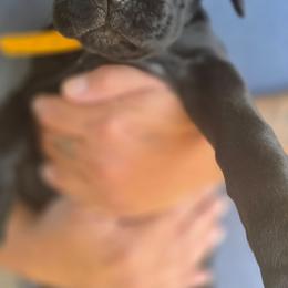 Yellow Collar - Black female Cane Corso puppy in Granbury, Texas from La Muerte Corso Kennel