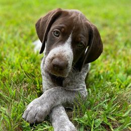 Gambler - Liver roan male German Shorthaired Pointer puppy in Hot Springs, Virginia from Thunder Mountain Gun Dogs