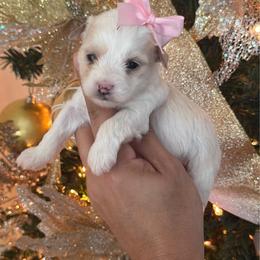 Blonde girl 2 - Parti female Yorkshire Terrier puppy in Kissimmee, Florida from M&R Yorkies