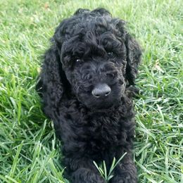 Poodle Puppies from Mountain Vista Pups