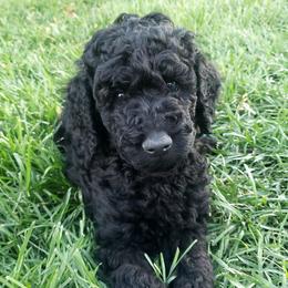 Poodle Puppies from Mountain Vista Pups
