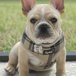 French Bulldogs from Lake Nona Frenchies