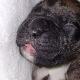 Boxers from Seal Boxers