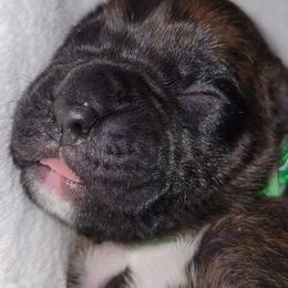 Boxers from Seal Boxers