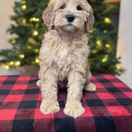 Marina's Pink Female - Apricot female Goldendoodle puppy in Piedmont, South Carolina from The Farm at Saluda Ridge