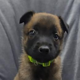 Croft's Neon - Mahogany male Belgian Malinois puppy in Berry, Alabama from North River k9