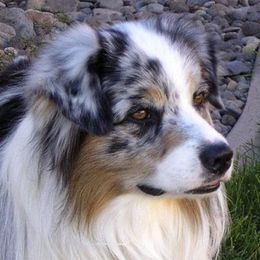 Miniature American Shepherds from Destiny Aussies
