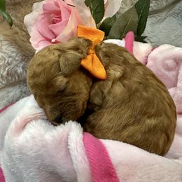 Taylor - Red  female Poodle puppy in Holly, Michigan from Lil’ Bits and Beans