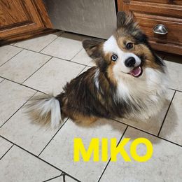Miko - Pembroke Welsh Corgi