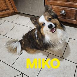 Miko - Pembroke Welsh Corgi