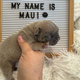 Maui - Tricolors male French Bulldog puppy in Riverview, Florida from The Frenchie Lady Co.