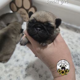Girl 4 - Fawn female Pug puppy in Keysville, Georgia from Rollee Pollee Pugs