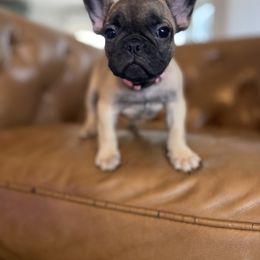 Petunia - Fawn female French Bulldog puppy in Sidney Center, New York from iFrenchi