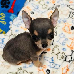 Giovanna - Blue and tan female Chihuahua puppy in Buffalo Grove, Illinois from Piccoli Amici Chihuahuas