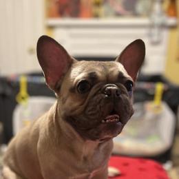 Benny - French Bulldog