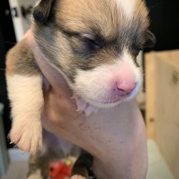 Boy 2 - Sable Pembroke Welsh Corgi puppy in Cumming, Georgia from Carter’s Corgis LLC