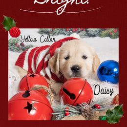 Golden Retriever Puppies from Ruff Life Goldens