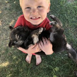 German Shepherd Puppies from Silver Elite Shepherds