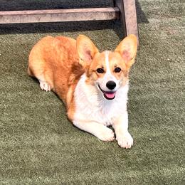 Jumper - Pembroke Welsh Corgi
