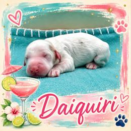 Daiquiri - Parti female Goldendoodle puppy in Hendersonville, North Carolina from Kim's Cove