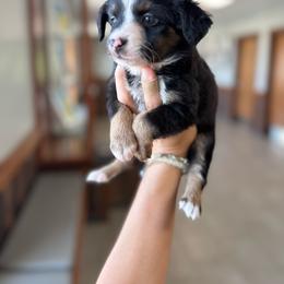 Owl - Black tri female Toy Australian Shepherd puppy in Clarkesville, Georgia from North Georgia Gems
