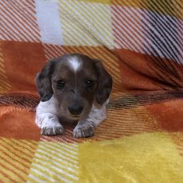 Shaded red dapple - Dapple female Dachshund puppy in Coeburn, Virginia from Southern Sweetheart Kennels