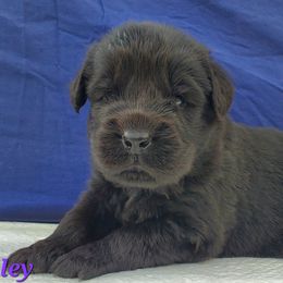 Hailey (Purple) - Black female Newfoundland puppy in Winfield, Pennsylvania from Najuananlo Newfoundlands