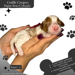 Pearl - Blenheim female Cavapoo puppy in Fort Lupton, Colorado from Puppy Paws Colorado