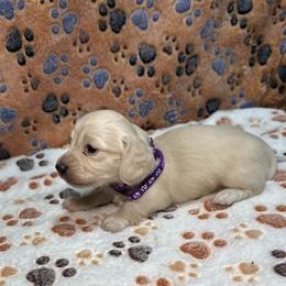 Girl 3 - Cream female Dachshund puppy in Stilwell, Oklahoma from Ross's Desert Doxies
