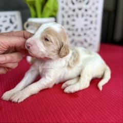 Marshmallow Cream - Parti female Pyredoodle puppy in Bowling Green, Ohio from FDF Pyredoodles & Bernedoodles