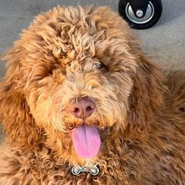 Poodles from Poodle Pups Kennel