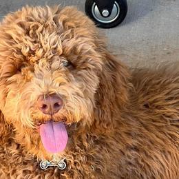 Poodles from Poodle Pups Kennel
