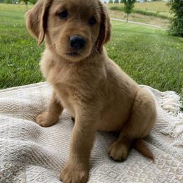 Golden Retriever Puppies from Dixie Goldens