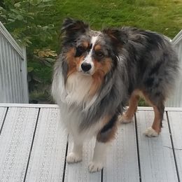 Miniature Australian Shepherds from GG's Aussie's, LLC
